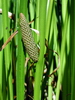 Acorus calamus